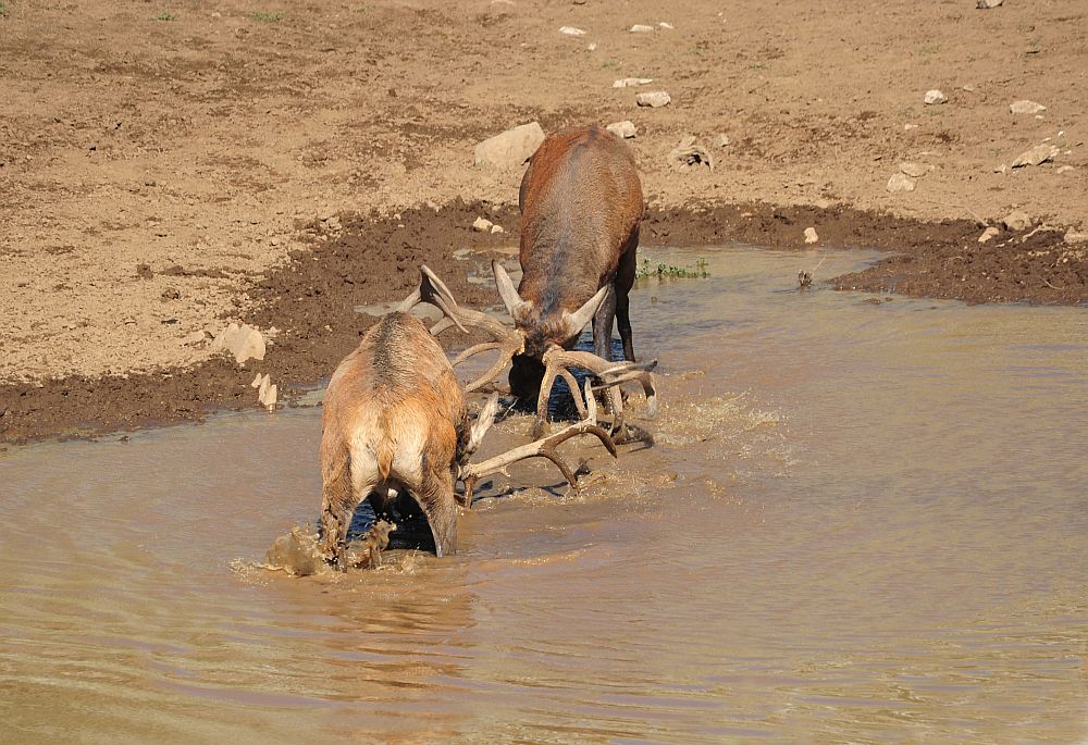 Combattimento in acqua