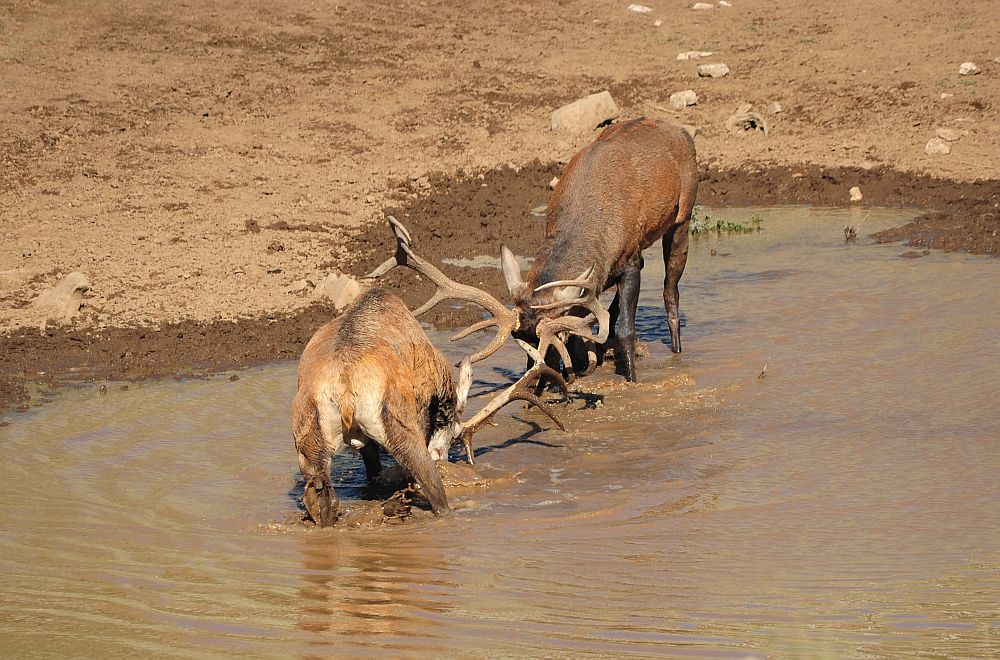 Combattimento in acqua