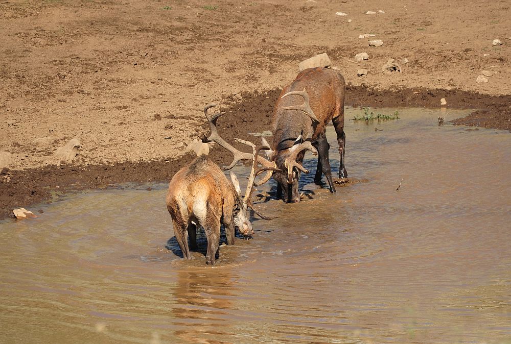 Combattimento in acqua