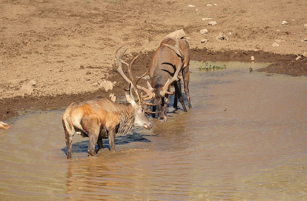 Combattimento in acqua