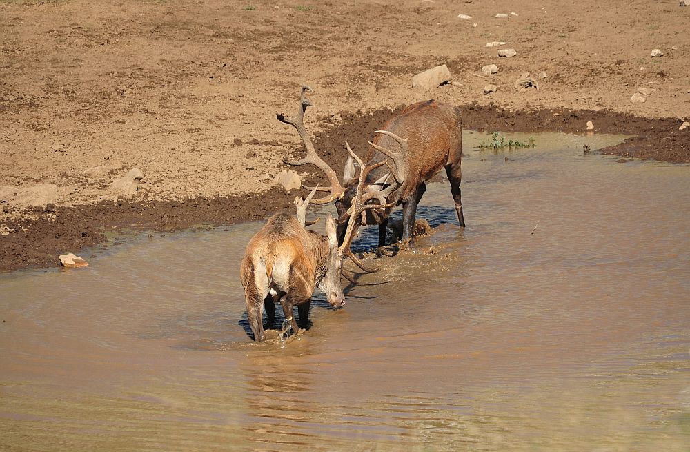 Combattimento in acqua
