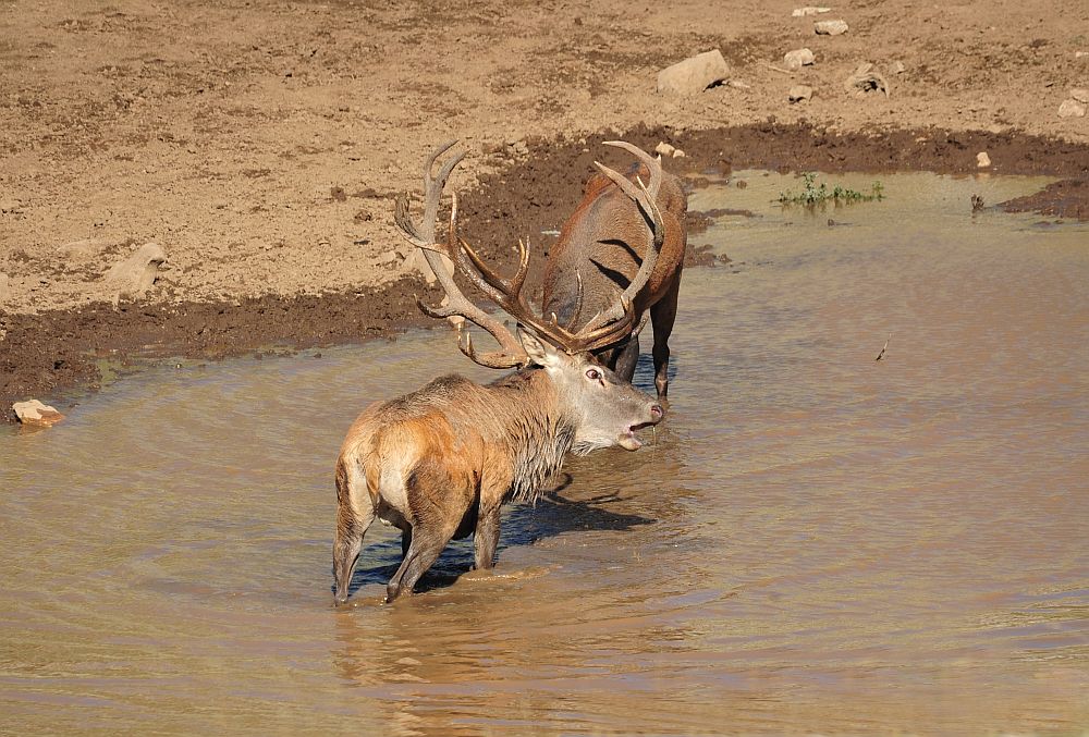 Combattimento in acqua