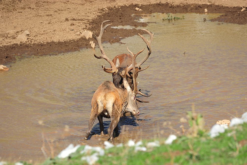 Combattimento in acqua