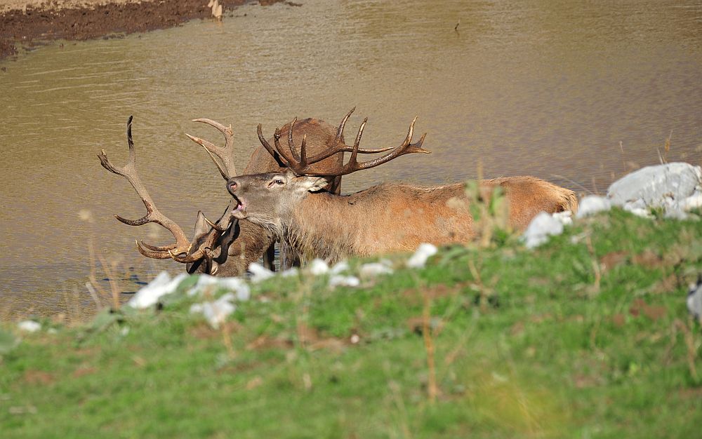 Combattimento in acqua