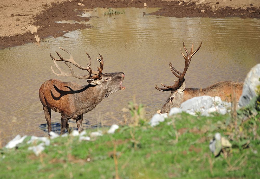 Combattimento in acqua