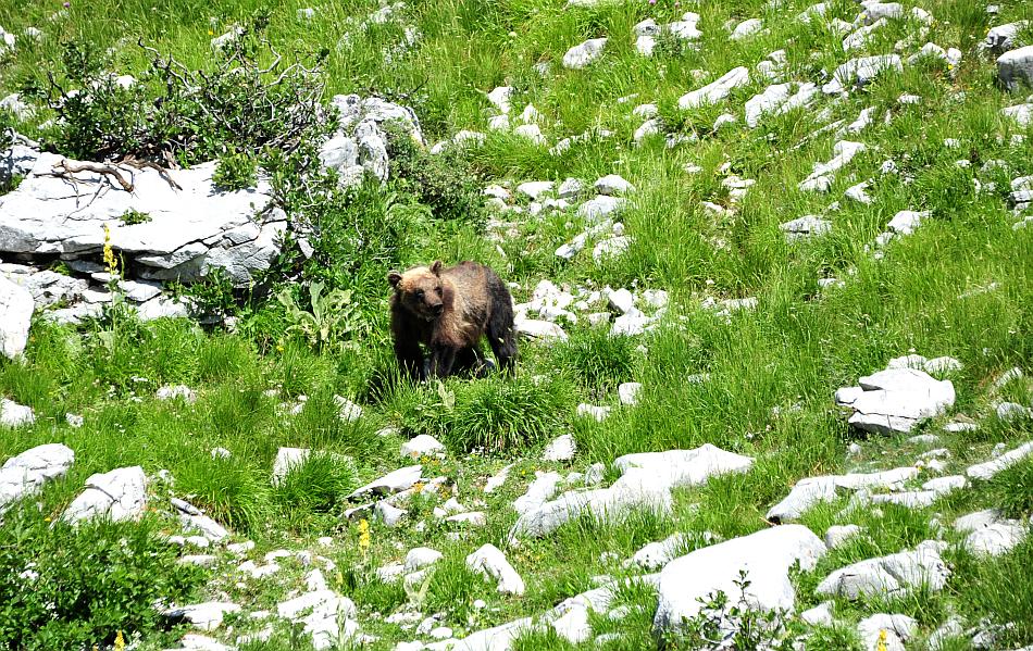 Obiettivo centrato: l''orso bruno marsicano.