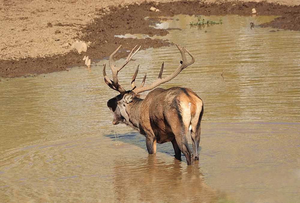 Combattimento in acqua