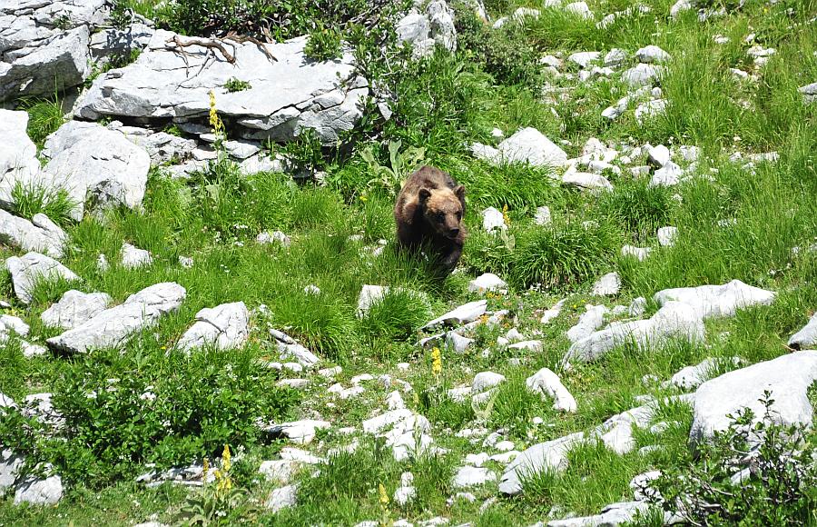 Obiettivo centrato: l''orso bruno marsicano.