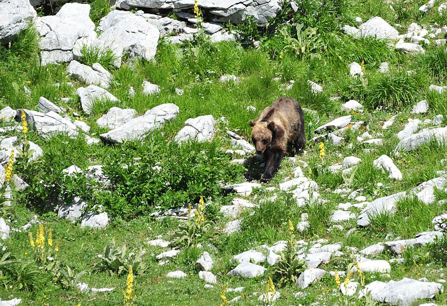 Obiettivo centrato: l''orso bruno marsicano.