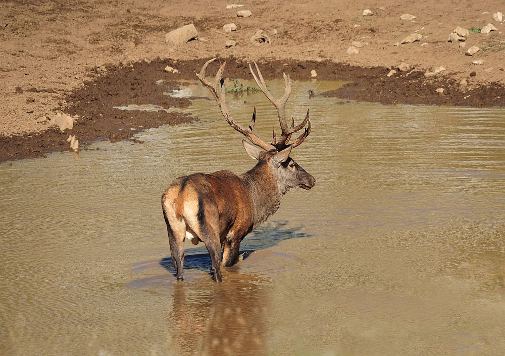Combattimento in acqua