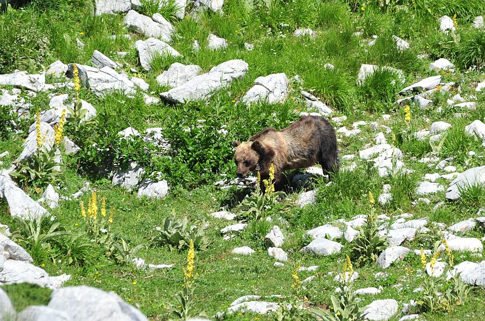 Obiettivo centrato: l''orso bruno marsicano.