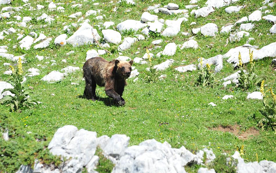 Obiettivo centrato: l''orso bruno marsicano.