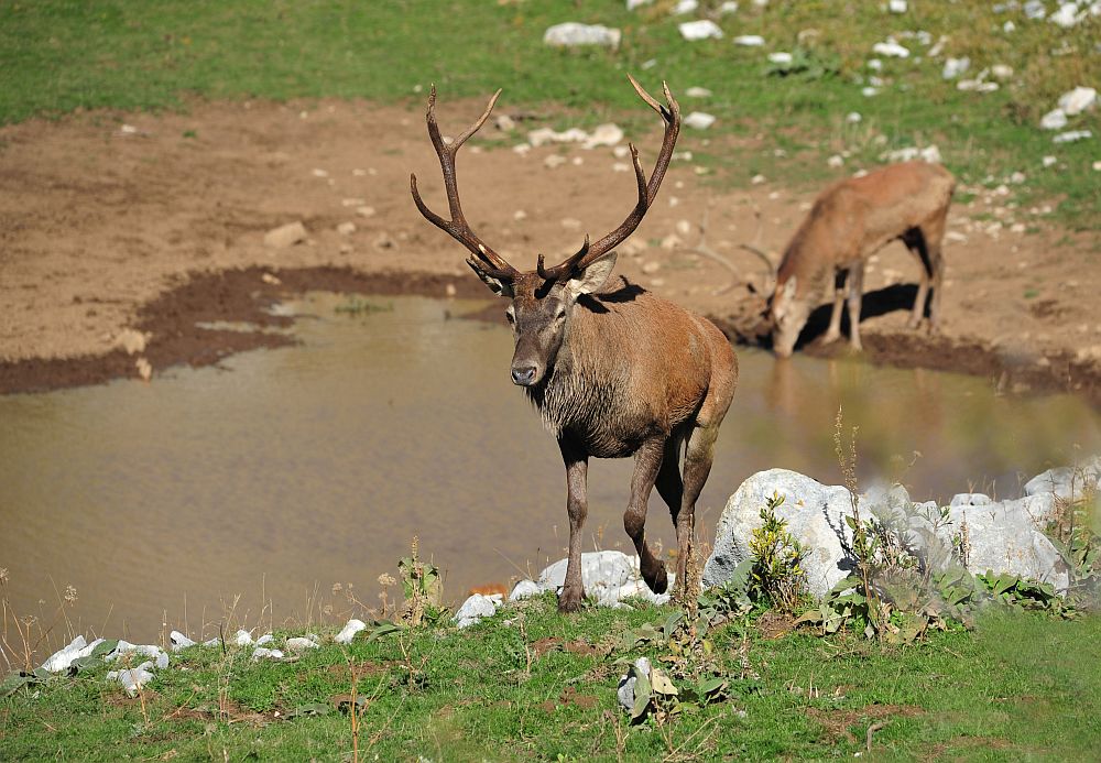 Combattimento in acqua