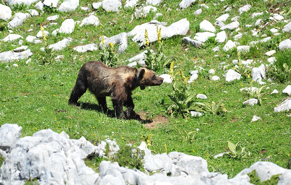 Obiettivo centrato: l''orso bruno marsicano.