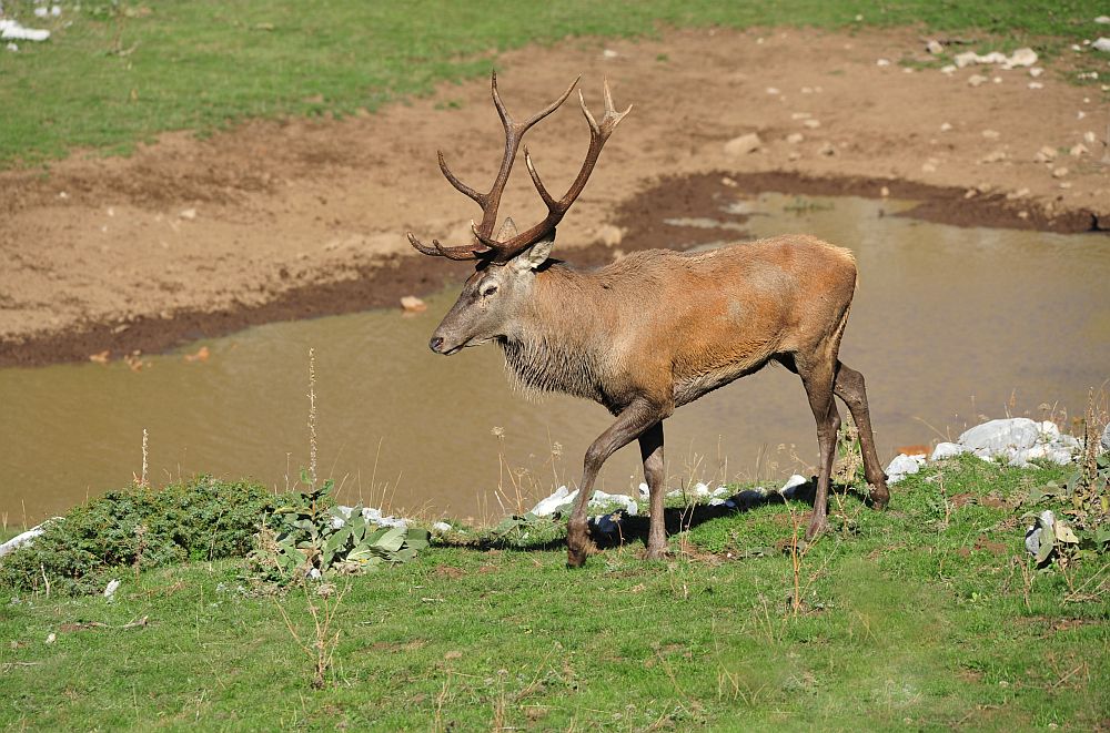 Combattimento in acqua