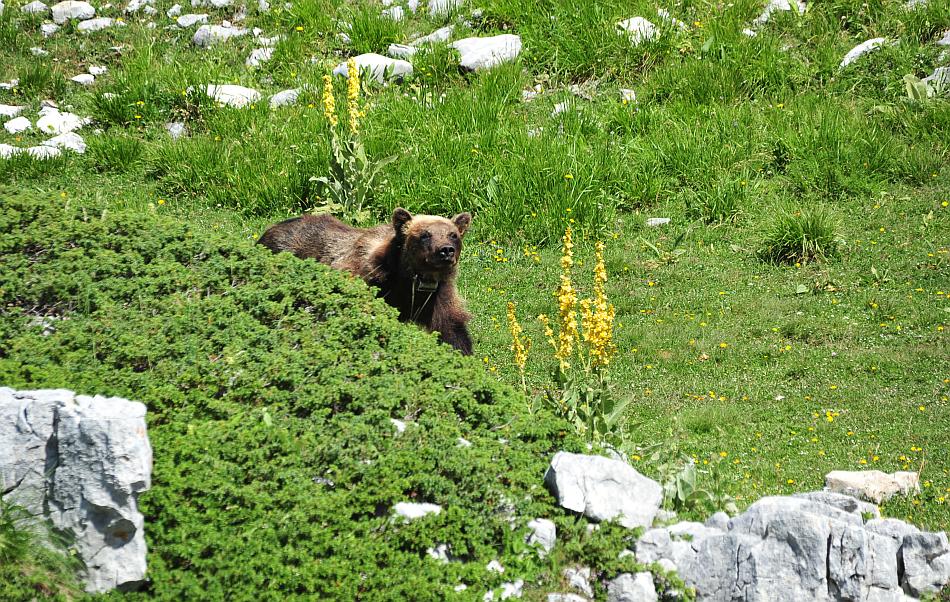 Obiettivo centrato: l''orso bruno marsicano.