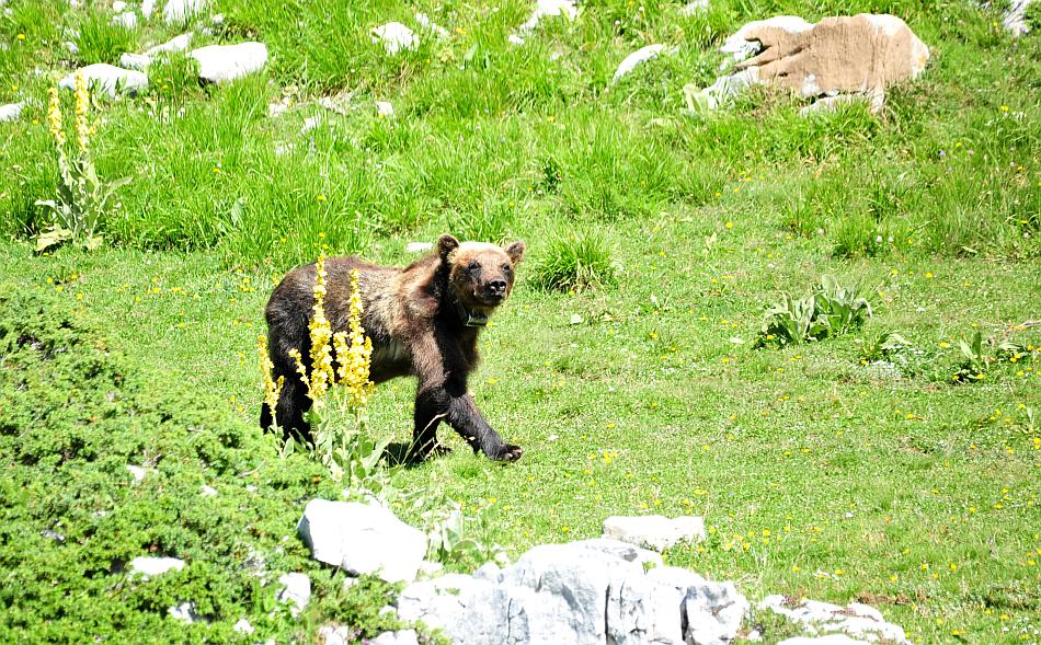 Obiettivo centrato: l''orso bruno marsicano.