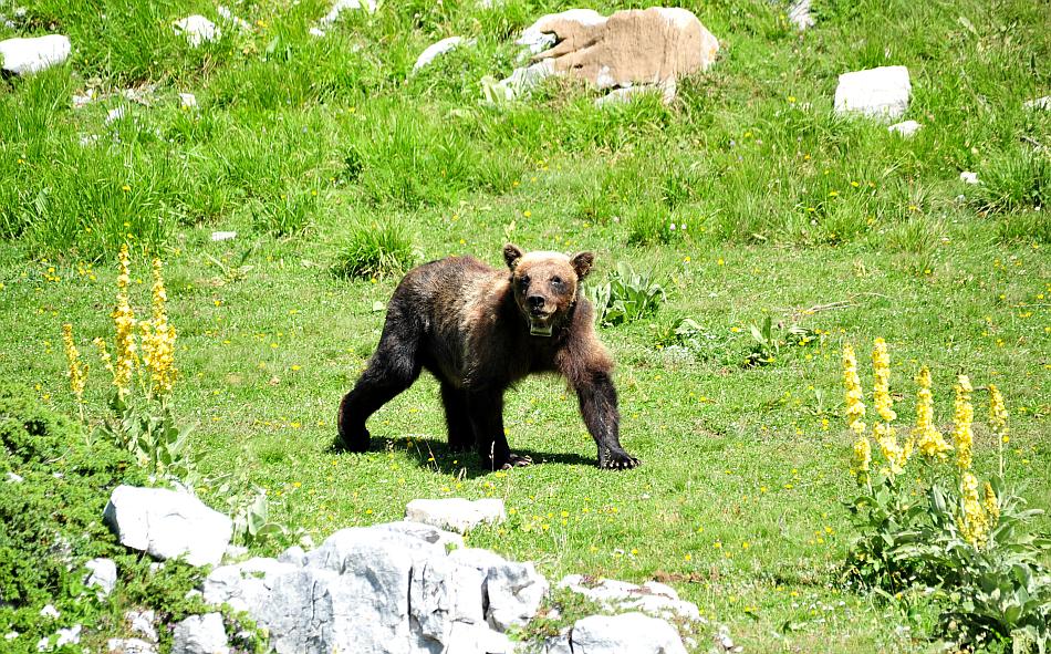 Obiettivo centrato: l''orso bruno marsicano.