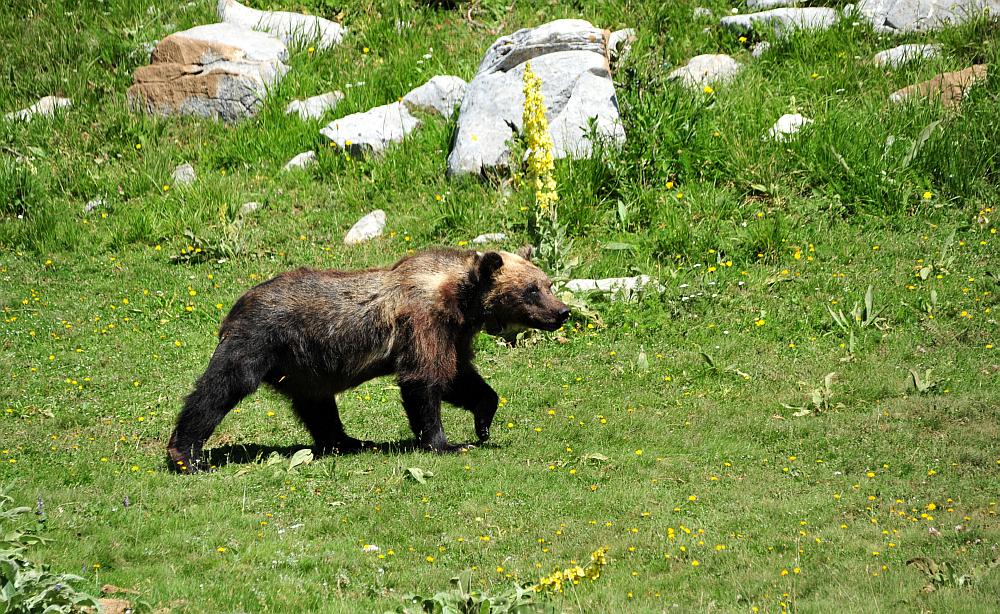 Obiettivo centrato: l''orso bruno marsicano.