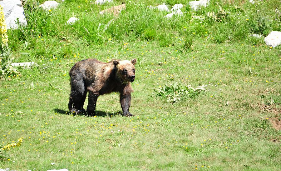 Obiettivo centrato: l''orso bruno marsicano.