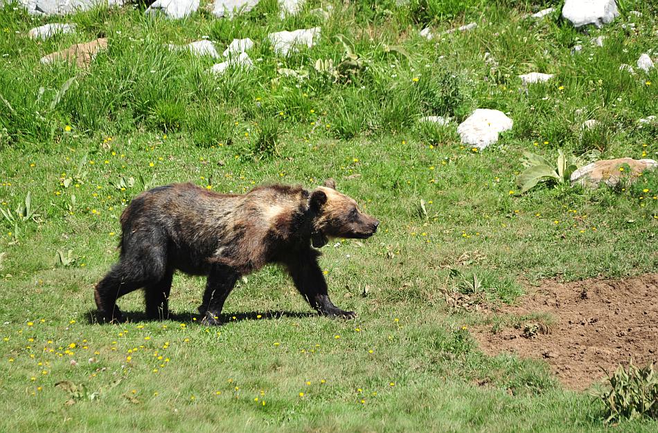 Obiettivo centrato: l''orso bruno marsicano.