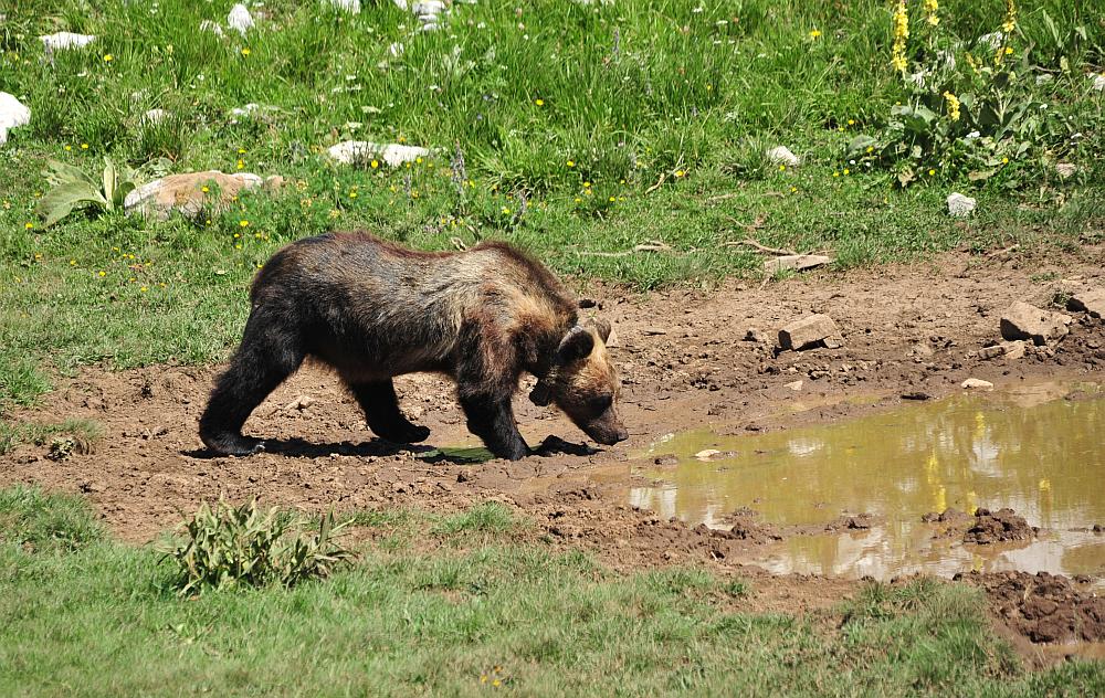 Obiettivo centrato: l''orso bruno marsicano.