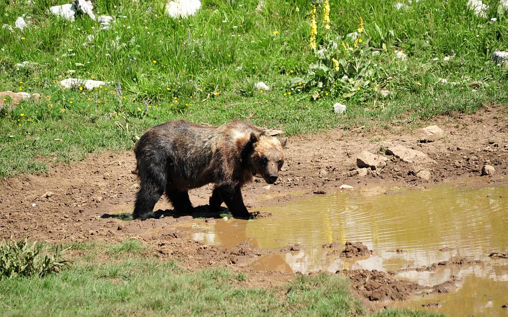 Obiettivo centrato: l''orso bruno marsicano.