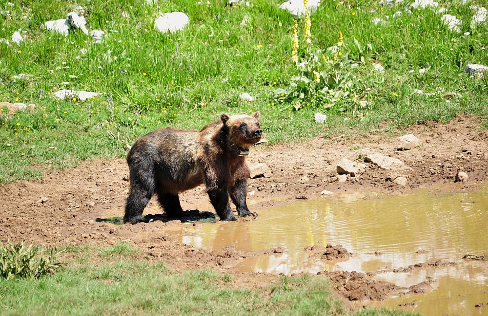 Obiettivo centrato: l''orso bruno marsicano.