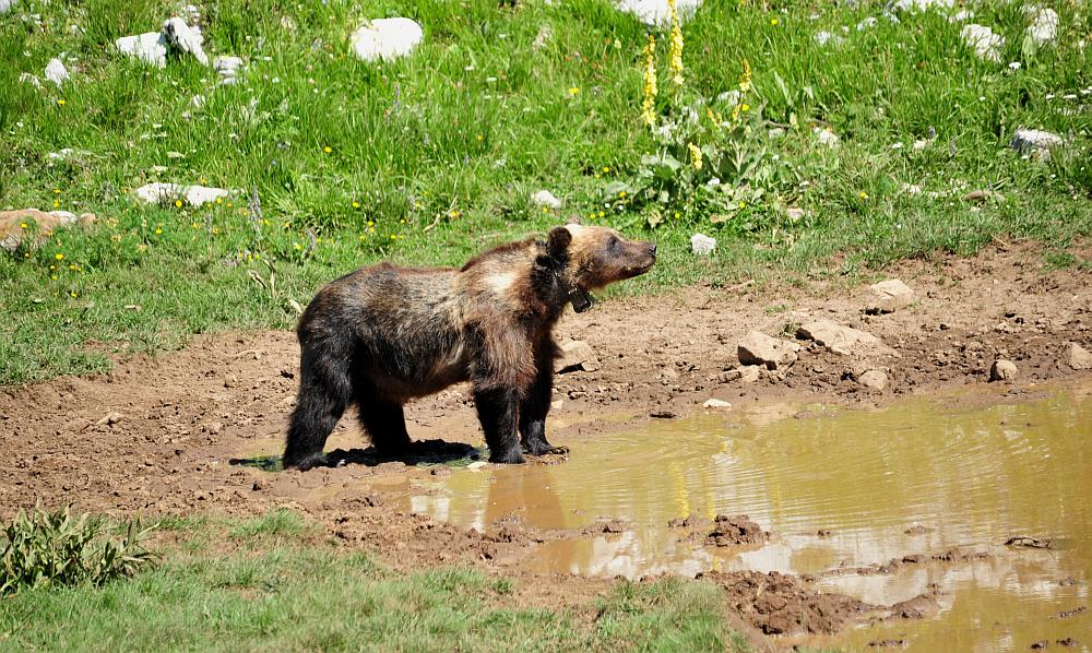 Obiettivo centrato: l''orso bruno marsicano.