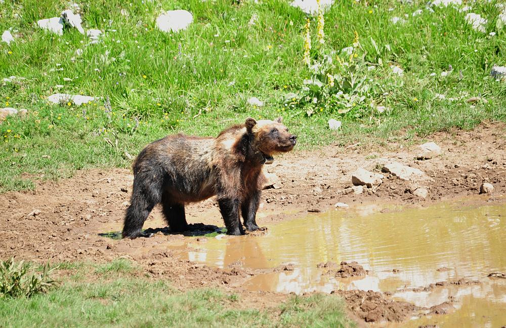 Obiettivo centrato: l''orso bruno marsicano.