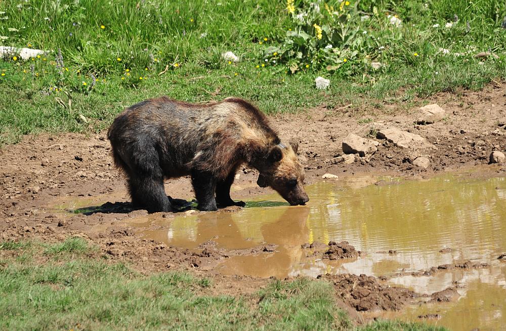 Obiettivo centrato: l''orso bruno marsicano.