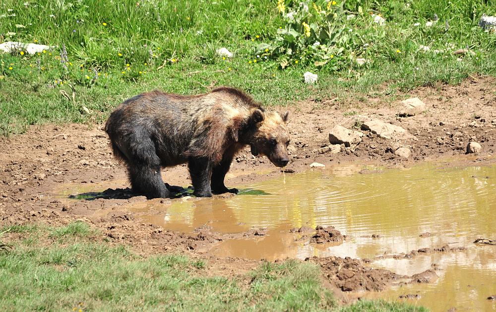 Obiettivo centrato: l''orso bruno marsicano.