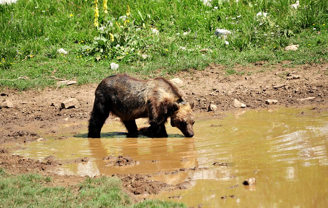 Obiettivo centrato: l''orso bruno marsicano.