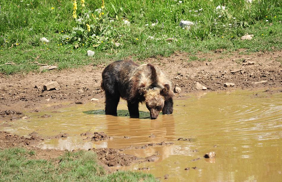 Obiettivo centrato: l''orso bruno marsicano.