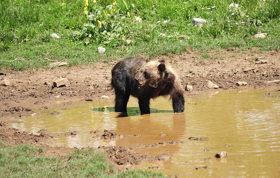 Obiettivo centrato: l''orso bruno marsicano.
