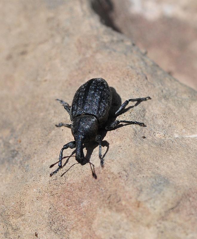 Plinthus ....? No, Lepyrus sp.