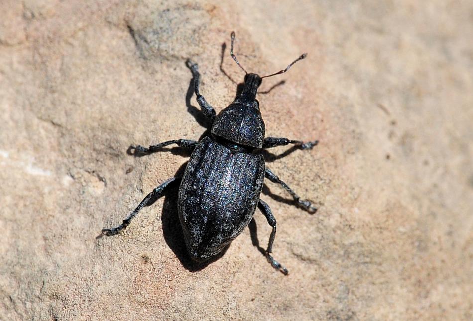 Plinthus ....? No, Lepyrus sp.
