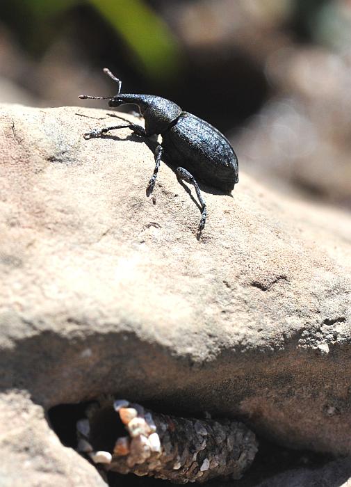 Plinthus ....? No, Lepyrus sp.