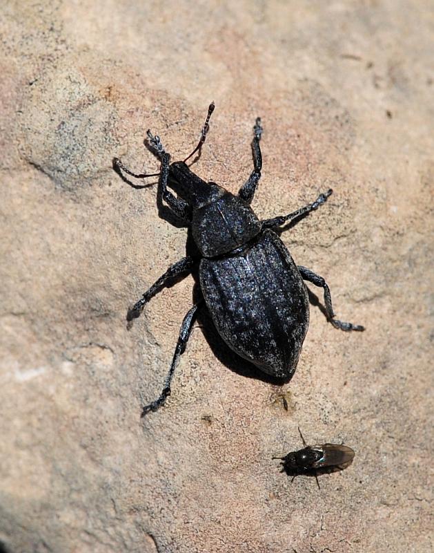 Plinthus ....? No, Lepyrus sp.