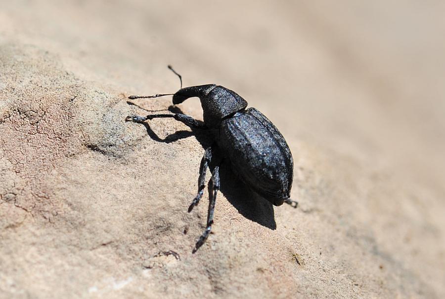 Plinthus ....? No, Lepyrus sp.