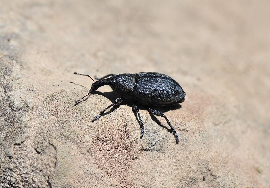 Plinthus ....? No, Lepyrus sp.