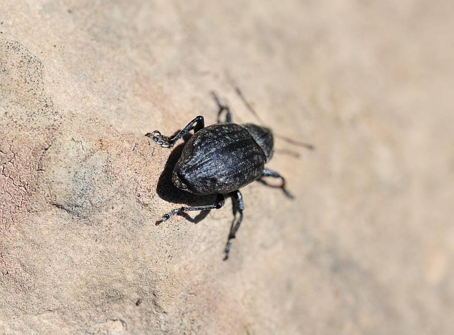 Plinthus ....? No, Lepyrus sp.