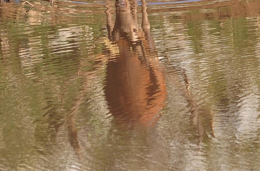 Un mondo riflesso...