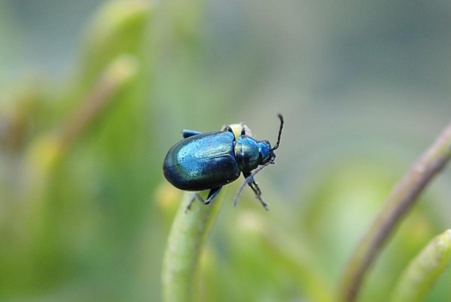 Altro sconosciuto: Altica sp.