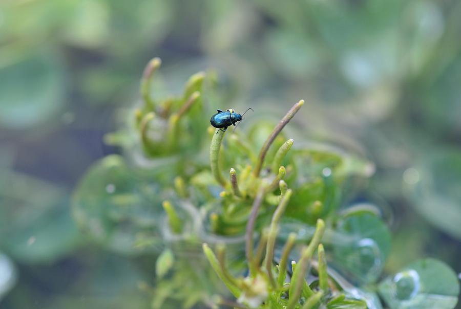 Altro sconosciuto: Altica sp.