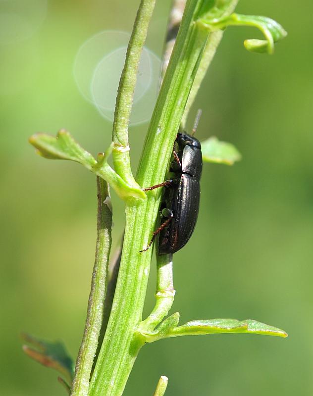 Da determinare: Amara aenea (cf.)