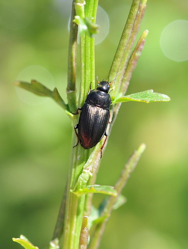 Da determinare: Amara aenea (cf.)