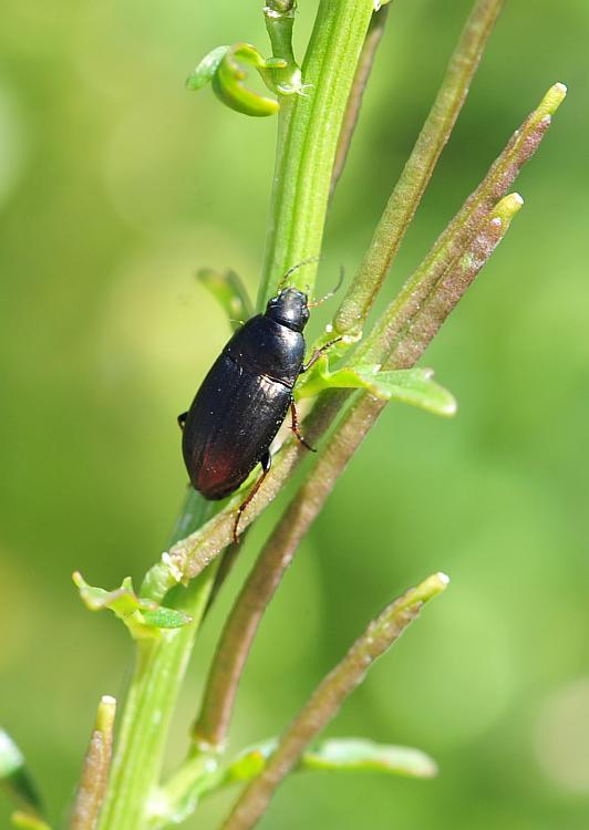 Da determinare: Amara aenea (cf.)