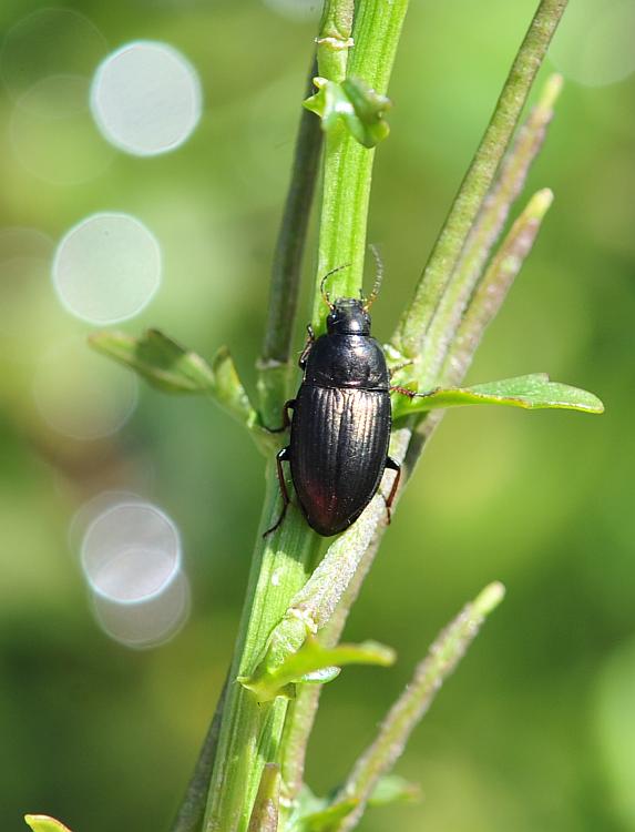 Da determinare: Amara aenea (cf.)