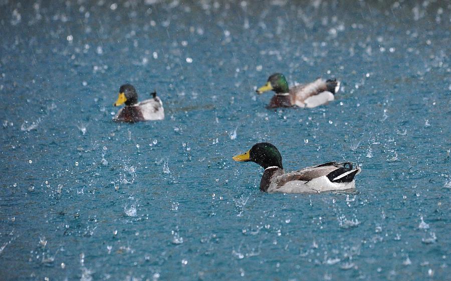 Tragedia consumatasi nell''indifferenza dei pi�